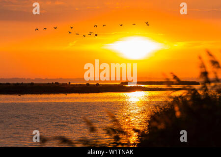 Oche Graylag battenti all'alba nel Parco Nazionale di Vorpommersche Boddenlandschaft, Anser anser, Zingst peninsula, Meclemburgo-Pomerania, Germania Foto Stock