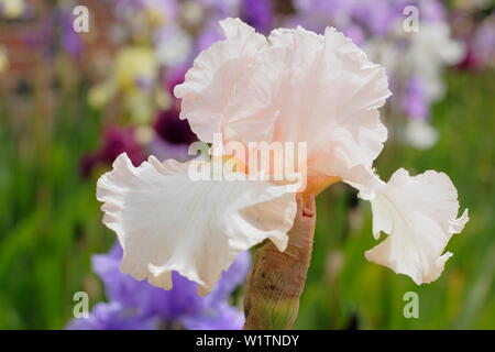 Iris " Eileen Louise' alti iris barbuto in fiore nel giardino un confine in maggio - REGNO UNITO Foto Stock