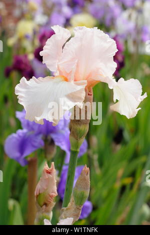 Iris " Eileen Louise' alti iris barbuto in fiore nel giardino un confine in maggio - REGNO UNITO Foto Stock