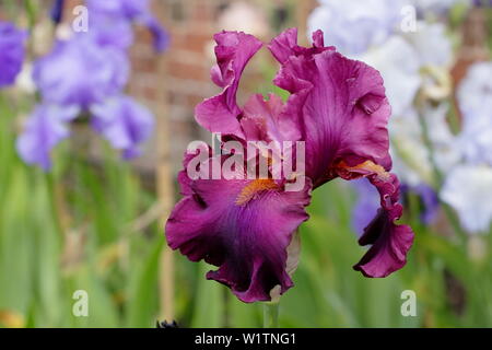 Iris 'Teesdale' alti iris barbuto in fiore nel giardino un confine in maggio - REGNO UNITO Foto Stock