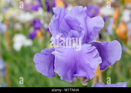 Tall barbuto iris 'Wharfedale' in fiore nel giardino un confine in maggio - REGNO UNITO Foto Stock