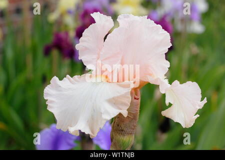 Iris " Eileen Louise' alti iris barbuto in fiore nel giardino un confine in maggio - REGNO UNITO Foto Stock