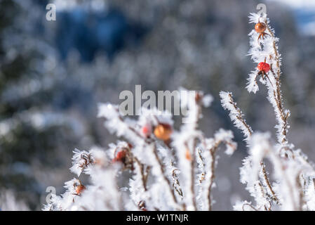 In Germania, in Baviera, Alpi Oberallgaeu, Oberstdorf, paesaggio invernale, Vacanze invernali, escursioni invernali Trail, Rosa canina ricoperta di neve, ghiaccio, la brina, il ghiaccio Crys Foto Stock