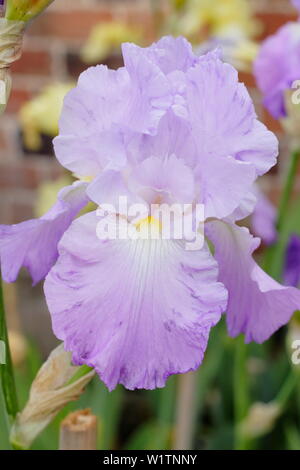 Iris 'Annabel Jane' fioritura in maggio - REGNO UNITO Foto Stock