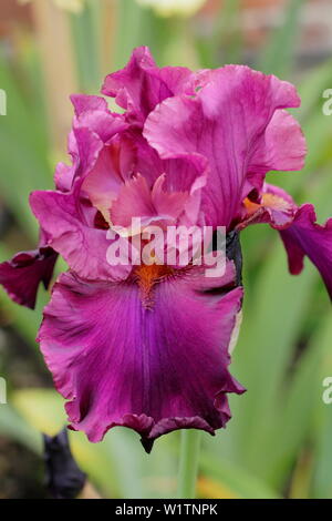 Iris 'Teesdale' alti iris barbuto in fiore in maggio. Allevatore, Bryan Dodsworth Foto Stock