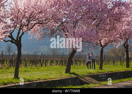 Fiore di mandorla a Villa Ludwigshoehe, Mandelbluetenweg, Deutsche Weinstrasse (tedesco la strada del vino), Pfalz, Renania-Palatinato, Germania Foto Stock