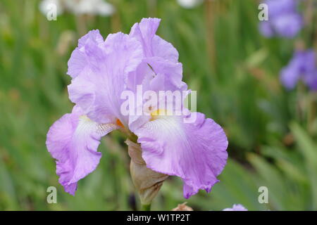 Iris 'Annabel Jane' fioritura in maggio - REGNO UNITO Foto Stock