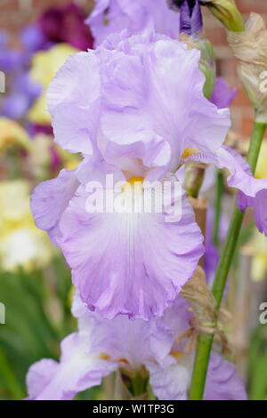 Iris 'Annabel Jane' fioritura in maggio - REGNO UNITO Foto Stock