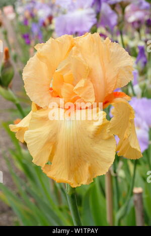 Iris 'Guglielmo d Orange' alti iris barbuto in fiore in maggio. Allevatore, Bryan Dodsworth Foto Stock