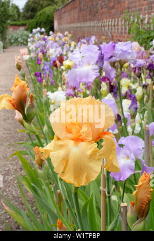 Tall barbuto iris in maggio. Tall barbuto collezione di iris dal costitutore, Bryan Dodsworth sul display di sala Doddington, Lincolnshire, Regno Unito. Foto Stock