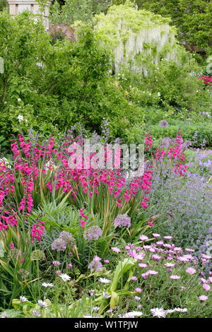 Bianco glicine giapponese, lunaria annua, peonie e alliums iin Walled Garden ovest frontiera in maggio, Doddington Hall e giardini, Lincolnshire, Regno Unito. Foto Stock