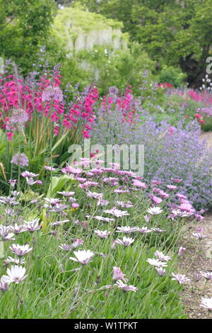 Bianco glicine giapponese, lunaria annua, peonie e alliums iin Walled Garden ovest frontiera in maggio, Doddington Hall e giardini, Lincolnshire, Regno Unito. Foto Stock