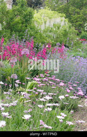 Bianco glicine giapponese, lunaria annua, peonie e alliums iin Walled Garden ovest frontiera in maggio, Doddington Hall e giardini, Lincolnshire, Regno Unito. Foto Stock