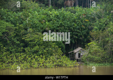 Una casa su palafitte si erge tra alte palme sulla riva del fiume Rio delle Amazzoni, canali Breves, vicino a Belem, Para, Brasile, Sud America Foto Stock