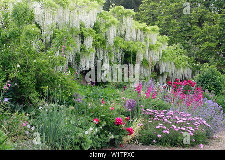 Bianco glicine giapponese, lunaria annua, peonie e alliums iin Walled Garden ovest frontiera in maggio, Doddington Hall e giardini, Lincolnshire, Regno Unito. Foto Stock