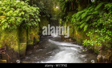 Te Whaiti nui un toi Canyon, Whirinaki Forest Park, Baia di Planty, Isola del nord, Nuova Zelanda, Oceania Foto Stock