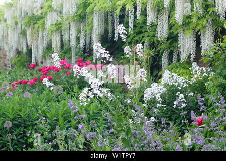 Bianco glicine giapponese, lunaria annua, peonie e alliums in Occidente Walled Garden confine in maggio, Doddington Hall e giardini, Lincolnshire, Regno Unito. Foto Stock