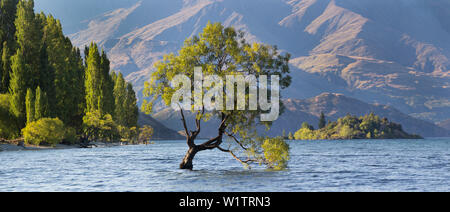 Lone Tree del Lago Wanaka, Otago, Isola del Sud, Nuova Zelanda, Oceania Foto Stock