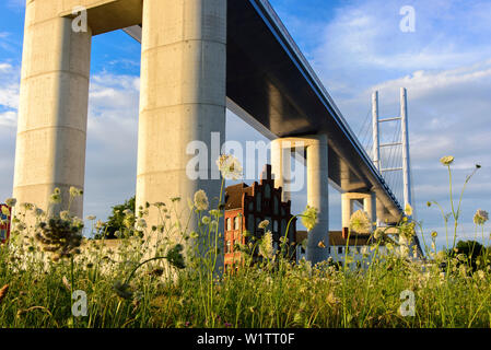 Ponte di Rügen con fiore prato davanti. Stralsund, Mar Baltico, Meclemburgo-Pomerania Germania Foto Stock