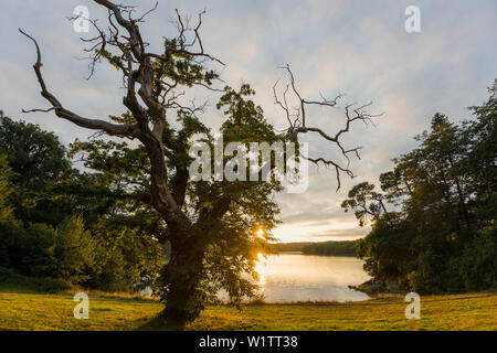 Vecchio castagno (Castanea sativa), tramonto, fiordo vicino a Lorient, Brittany, Francia Foto Stock