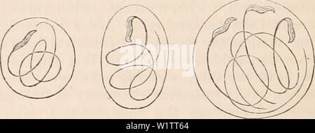 Immagine di archivio da pagina 507 della encyclopaedia - Wikizionario di anatomia e. Il encyclopaedia - Wikizionario di anatomia e fisiologia cyclopdiaofana0401todd Anno: 1847 spermatozoo di Helix pomatia. all' interno della sua cella di sviluppo. (Dopo Kolliher.) Osservazioni di Kolliker, la testa viene prodotto in primo luogo, essendo in un primo momento di un meno regolare, ONU- wieldy forma. La coda è formata subse- temente, fissarsi in avvolgimenti a spirale sulla superficie interna della parete cellulare. Su spermatozoi sufficientemente sviluppato, la vescicola di sviluppo viene sciolto e gli spermatozoi entrare nella cavità della exter- nal cell Foto Stock