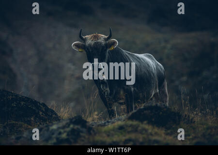 Mucca in montagna, E5, Alpenüberquerung, 6a tappa, sfiato,Niederjochbach, rifugio Similaun, Val Senales, serbatoio di Vernago, Merano Foto Stock