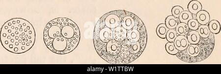 Immagine di archivio da pagina 508 della encyclopaedia - Wikizionario di anatomia e. Il encyclopaedia - Wikizionario di anatomia e fisiologia cyclopdiaofana0401todd Anno: 1847 spermatozoi di elica po- un gruppo di spermatozoi matia presso la loro estrusione di Helix pomatia, dalla cellula madre. parzialmente sporgente dalla cellula madre. Non appena le teste degli spermatozoi hanno proiettato il resto della cellula madre si allunga se stesso e diventa un delicato involucro cilindrico. Questi resti ancora ad- qui agli spermatozoi quando completamente ex- tendeva, esibendo la comparsa di una coppia di maggiore o minore le manopole sulla coda: t Foto Stock