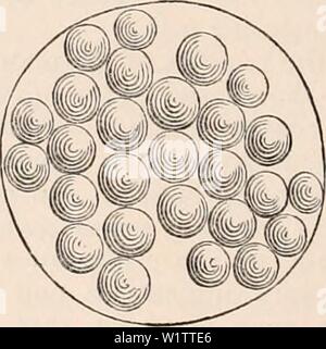 Immagine di archivio da pagina 509 della encyclopaedia - Wikizionario di anatomia e. Il encyclopaedia - Wikizionario di anatomia e fisiologia cyclopdiaofana0401todd Anno: 1847 spermatozoi di un Insetto. Gli spermatozoi del Hexapods sono sviluppati nello stesso uomo endogeno- ner, come tra i vertebrata. Questo processo ma}' molto facilmente essere osservato. Le vescicole di developement, quale misura abbastanza uniformemente, quando in uno stato sviluppato, -0'' (essi sono più piccoli in molti ditteri, Culex C''), Musca, Fig. 367. Foto Stock