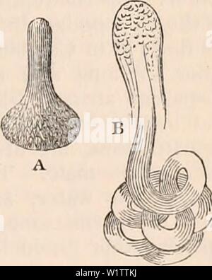 Immagine di archivio da pagina 510 della encyclopaedia - Wikizionario di anatomia e. Il encyclopaedia - Wikizionario di anatomia e fisiologia cyclopdiaofana0401todd Anno: 1847 spermatozoi parzialmente espulsa da vescicole di sviluppo di Nepa cinerea. I fasci in molti casi disperdere non appena la madre le cellule vengono distrutte. Ma è ancora più frequente che questi fasci sopravvivere l'esistenza delle cisti, il resto del quale poi copre per qualche tempo a venire (come nel canto degli uccelli, &c.) l'estremità anteriore del fascio in una capsula di forma simile. (Istanze - Coleoptera, neu- roptera, &c.) In questa parte che è ge- ne Foto Stock