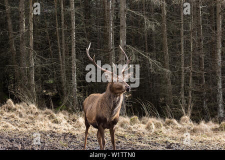 Lone Stag in Glen Etive area, Highland, Scotland, Regno Unito Foto Stock