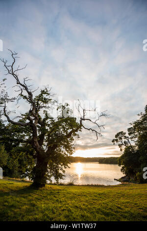 Vecchio castagno (Castanea sativa), tramonto, fiordo vicino a Lorient, Brittany, Francia Foto Stock