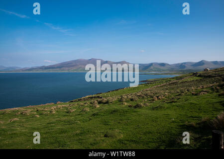 Baia di Fahamore con verdi campi e pascoli ovini e vedute della Penisola di Dingle visto da mentre si cammina per la strada di Dingle, Ballydavid Nord, Brandon, Foto Stock