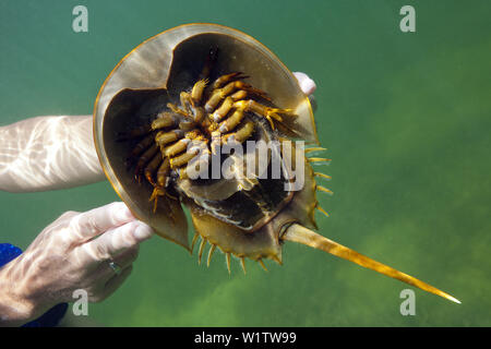 Il lato inferiore del granchio a ferro di cavallo, Limulus polyphemus, Cancun Yucatan, Messico Foto Stock