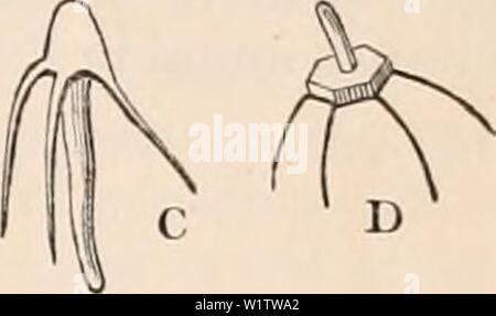 Immagine di archivio da pagina 514 della encyclopaedia - Wikizionario di anatomia e. Il encyclopaedia - Wikizionario di anatomia e fisiologia cyclopdiaofana0401todd Anno: 1847 cellule spermatica di lulus fabulosus. stessa forma come il nucleo. Il sperma- tozoa in I. fabulosus pertanto non con- sist in uno breve cono, ma piuttosto in due di tali formazioni (fig. 378. D, E, F), i quali sono rivolti gli uni verso gli altri con le loro ampie superfici parzialmente a contatto. Uno di questi non è unfrequently distinto dalle altre da una più notevoli dimensioni- in un stato sviluppato, quando l'originale la membrana cellulare, in cui il cono è stato precedentemente noto come IMB Foto Stock