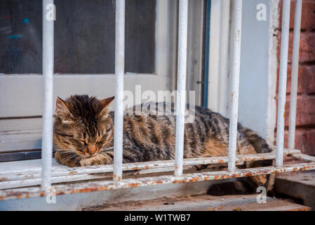 Carino e bel gatto seduto, il sonno o il riposo sulla griglia della finestra ad Istanbul in Turchia. Foto Stock