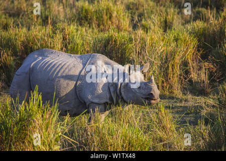 Il rinoceronte indiano nel parco nazionale di Kaziranga, Assam, India, Asia Foto Stock