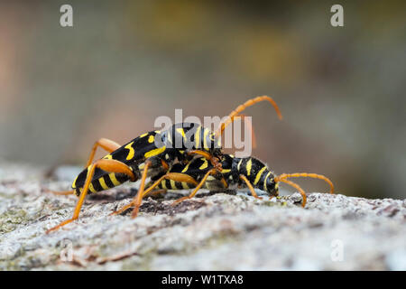 Longicorns, accoppiamento, Plagionotus arcuatus, Alta Baviera, Germania, Europa Foto Stock