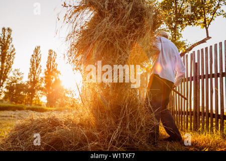 Imprenditore uomo raccoglie il fieno con forcone al tramonto in campagna. Agricoltura e concetto di agricoltura Foto Stock