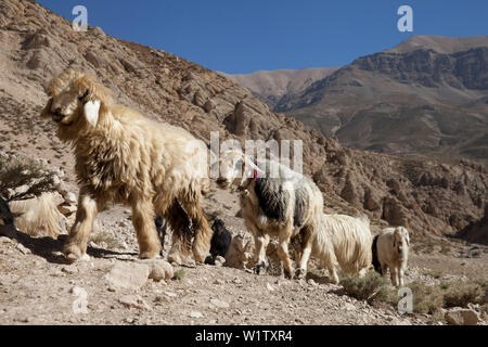 Allevamento di ovini su i nomadi bakhtiari migrazione nei monti Zagros, Iran, Asia Foto Stock