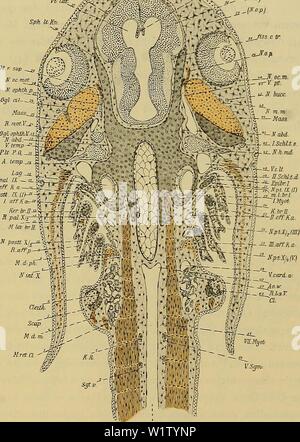 Immagine di archivio da pagina 532 di Denkschriften der Medicinisch-Naturwissenschaftlichen Gesellschaft zu. Denkschriften der Medicinisch-Naturwissenschaftlichen Gesellschaft zu Jena denkschriftender47medi Anno: 1879 797 Entwicklungsgeschichte des Kopfes und des BlutgefÃ¤sssystems von Ceratodus forsten. 1457 Vtlat. .Fi-SM 'uii- &lt;--f :â â â â â Oalqyhth.V-nf -K-â ¢ W.-pal IX l.eff li.aâi Kpestt Ã7//-Â"-fi mm dorsale Divertikel der zweiten Schlundtasche (49) schrÃ¤g durchschnitten, unter welchem das Epibranchiale I (50) liegt. Auch die hinter dem verlaufende Epibranchiale, parallelo mit diesem eing Foto Stock