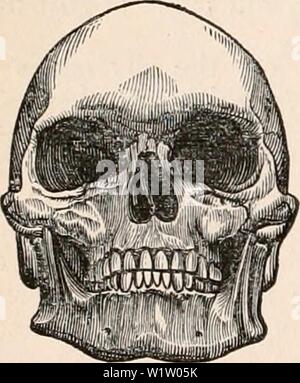 Immagine di archivio da pagina 535 della encyclopaedia - Wikizionario di anatomia e. Il encyclopaedia - Wikizionario di anatomia e fisiologia cyclopdiaofana0402todd Anno: 1849 1,320 varietà dell'umanità. tained che la vista di profilo è il più cha- racteristic, e che la ' angoli facciali ' delle corse differenti variano notevolmente e così con- stantly, che su questo personaggio da soli una valida distinzione potrebbe essere fondata. Da Blumen- Bach, d'altro canto, si è ritenuto che il confronto della larghezza della testa, in particolare come si vede nella dimensione verticale è il metodo mediante il quale il più fortemente marcate differenze sono brou Foto Stock