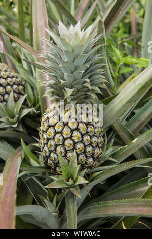 Un ananas cresce in un grande campo in cima a foglie spinose, Moorea, Isole della Società, Polinesia francese, Sud Pacifico Foto Stock