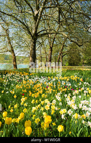 Prato con dei narcisi, Isola di Mainau, Lago di Costanza, Baden-Württemberg, Germania Foto Stock