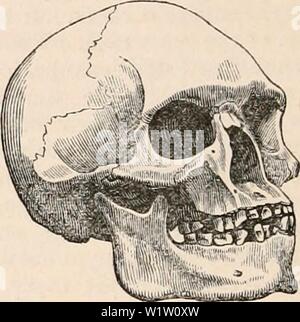 Immagine di archivio da pagina 541 della encyclopaedia - Wikizionario di anatomia e. Il encyclopaedia - Wikizionario di anatomia e fisiologia cyclopdiaofana0402todd Anno: 1849 cranio degli aborigeni australiani. (Da un campione nel Museo del Royal College of Surgeons.) che in quello già descritto (fig. 808.) ; e nel cranio di Tahiti (maschera. 825), con circa la stessa quantità di prognathism, Vi Fig. 825. Foto Stock