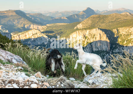 Capre selvatiche sulle rocce, Verdon Gorge, Route des Cretes, Vosges, Provence-Alpes-Côte d'Azur, in Francia Foto Stock