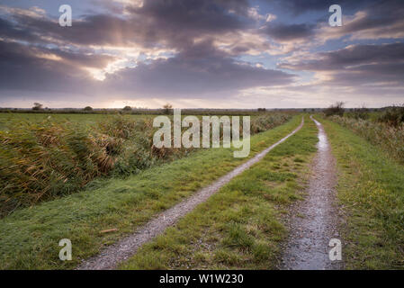 Strada sterrata tra pascoli nella luce della sera, Gödens, Sande, Friesland distretto, Bassa Sassonia, Germania, Europa Foto Stock