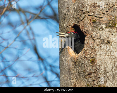 Picchio nero Dryocopus martius, maschio guardando fuori della nesthole, Baviera, Germania, Europa Foto Stock