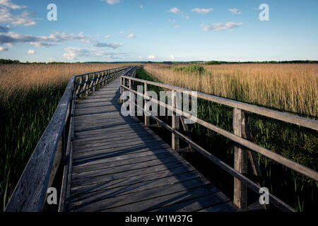 Area di Moro Federsee, Bad Buchau, quartiere Biberach, Baden-Wuerttemberg, Germania Foto Stock