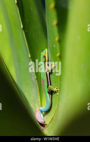 Giorno rivestito geco Phelsuma lineata bifasciata, Canal de Pangalanes, ad est del Madagascar, Africa Foto Stock