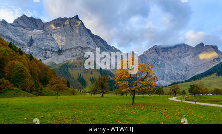 Albero di acero di fronte montagne Karwendel, regione Ahornboden, Tirolo, Austria Foto Stock